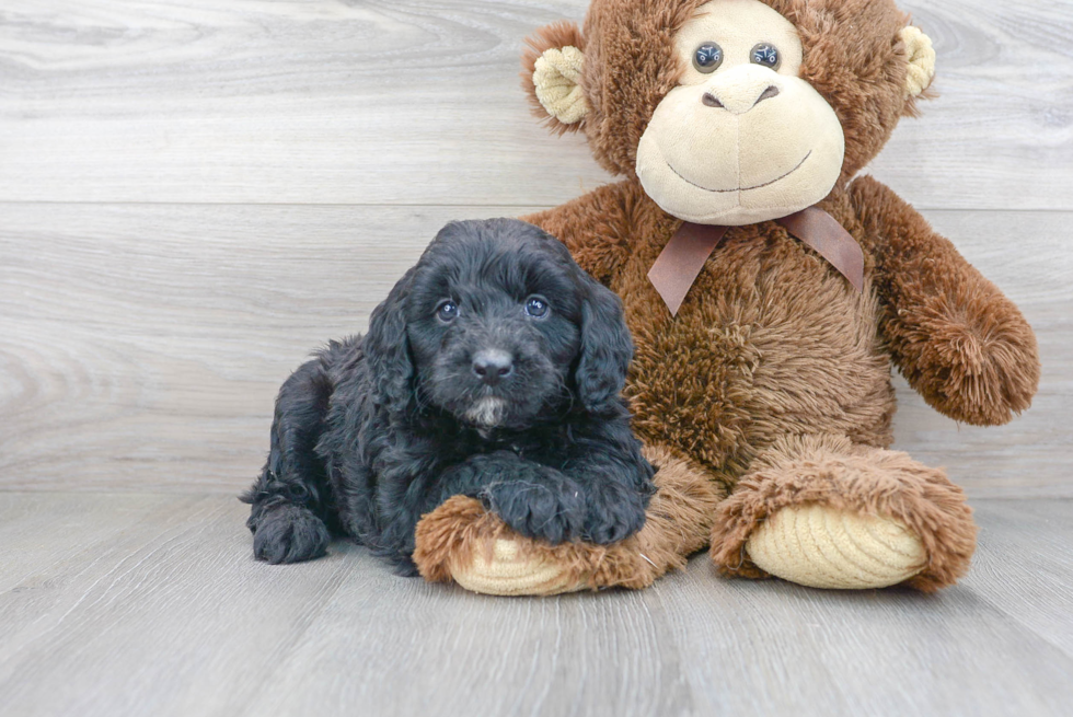 Cute Mini Aussiedoodle Baby