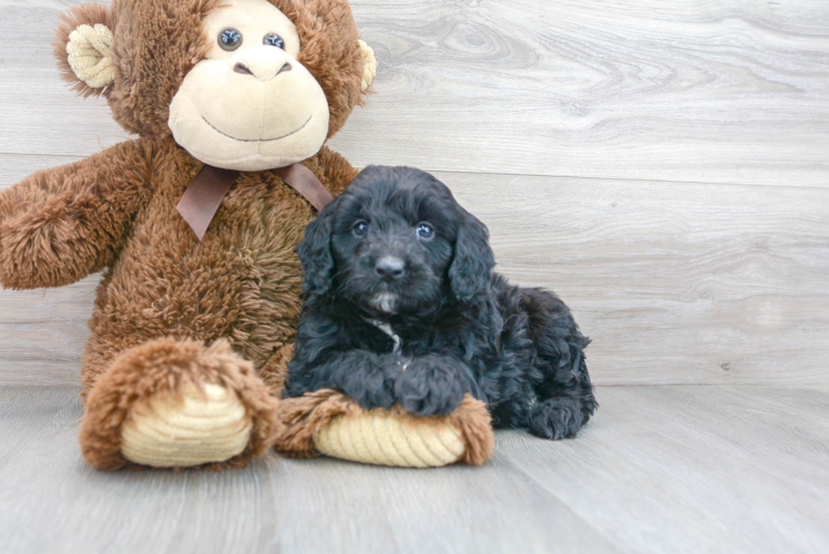 Meet Tyco - our Mini Aussiedoodle Puppy Photo 1/2 - Puppy Love PR Cute Mini Aussiedoodle Baby
