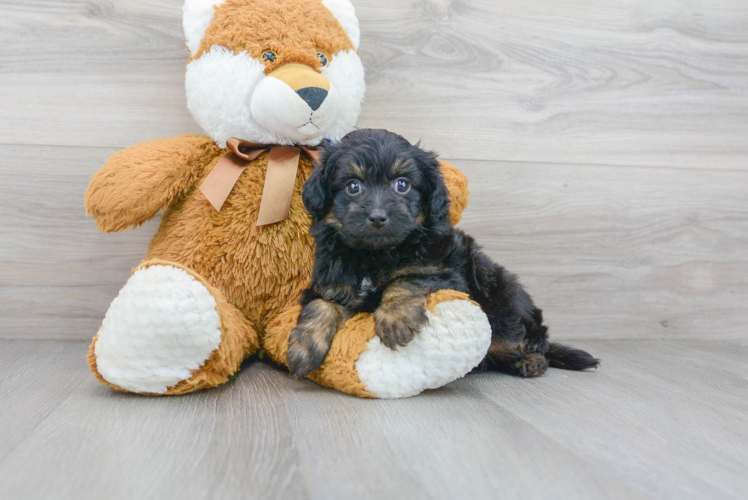 Meet Tyco - our Mini Aussiedoodle Puppy Photo 1/3 - Puppy Love PR Mini Aussiedoodle Puppy for Adoption