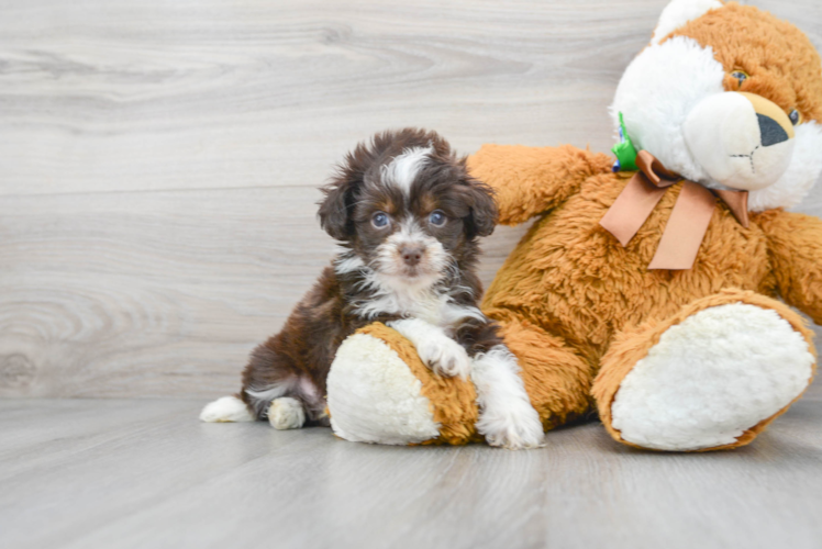 Meet Tyco - our Mini Aussiedoodle Puppy Photo 1/3 - Puppy Love PR Mini Aussiedoodle Puppy for Adoption