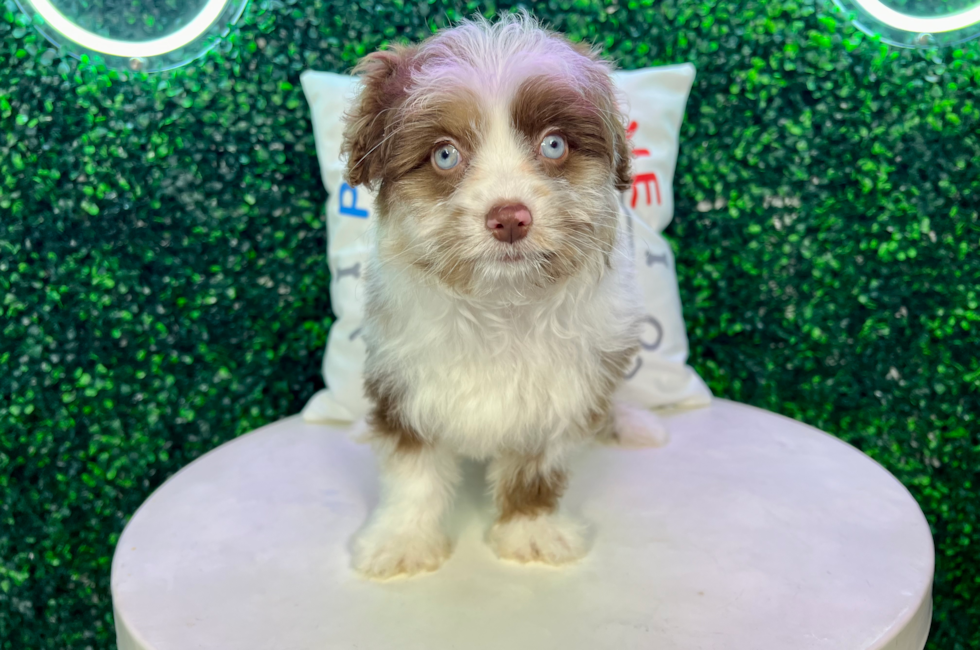 11 week old Mini Aussiedoodle Puppy For Sale - Puppy Love PR