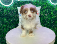 10 week old Mini Aussiedoodle Puppy For Sale - Puppy Love PR