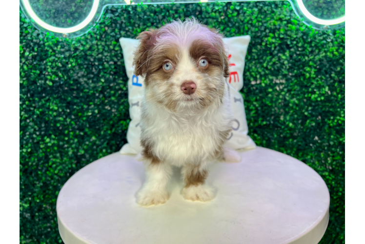 Meet Valerian - our Mini Aussiedoodle Puppy Photo 1/4 - Puppy Love PR Mini Aussiedoodle Puppy for Adoption