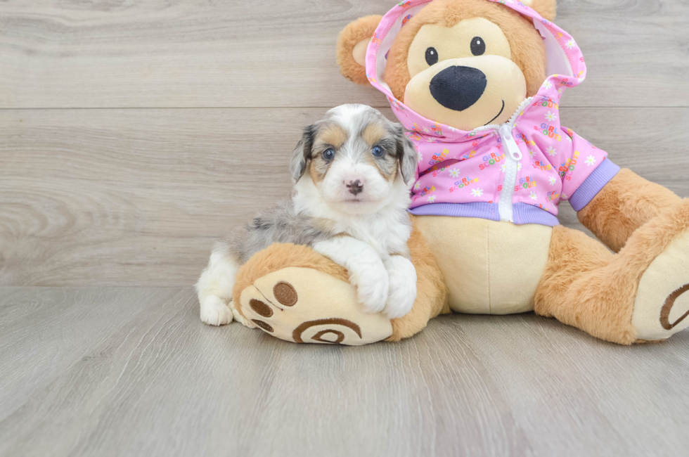 6 week old Mini Aussiedoodle Puppy For Sale - Puppy Love PR