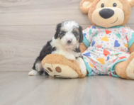 8 week old Mini Aussiedoodle Puppy For Sale - Puppy Love PR