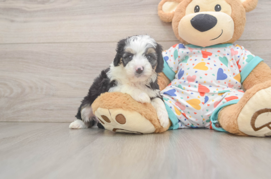 Smart Mini Aussiedoodle Poodle Mix Pup