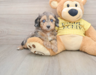 8 week old Mini Aussiedoodle Puppy For Sale - Puppy Love PR