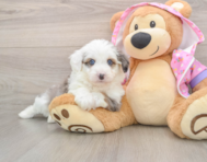 7 week old Mini Aussiedoodle Puppy For Sale - Puppy Love PR