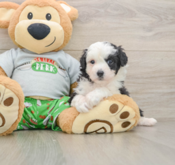 8 week old Mini Aussiedoodle Puppy For Sale - Puppy Love PR