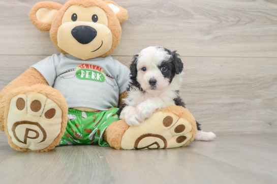Funny Mini Aussiedoodle Poodle Mix Pup