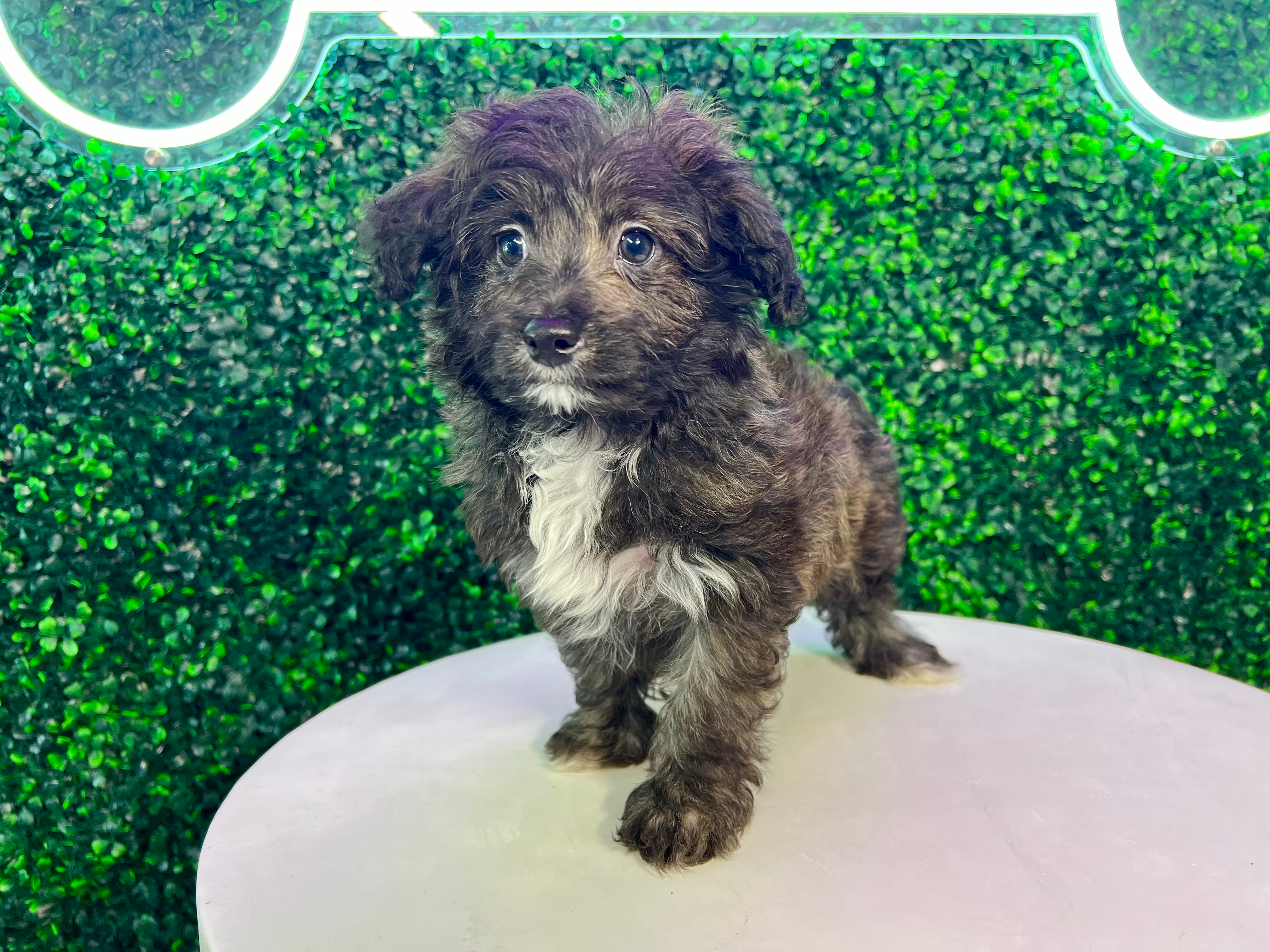 Cute Mini Aussiedoodle Baby
