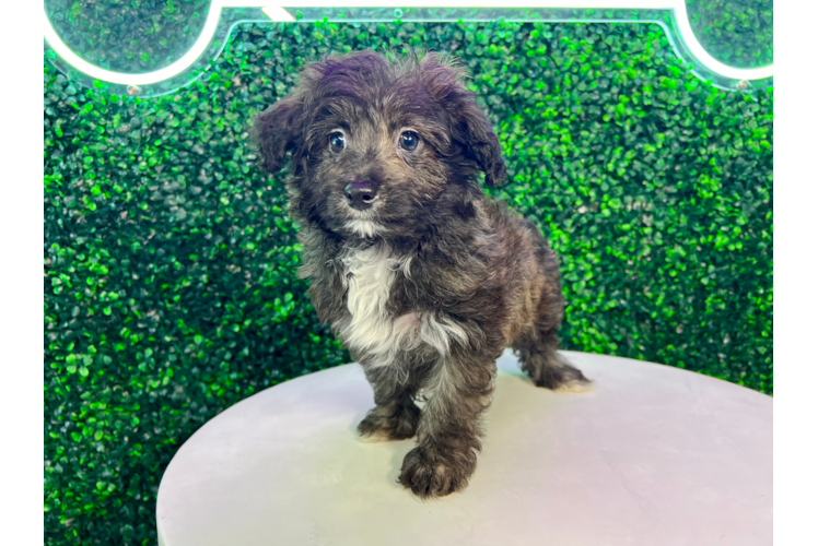 Meet Valkyrie - our Mini Aussiedoodle Puppy Photo 1/4 - Puppy Love PR Cute Mini Aussiedoodle Baby