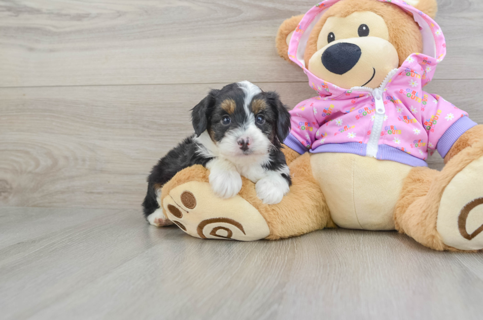 6 week old Mini Aussiedoodle Puppy For Sale - Puppy Love PR