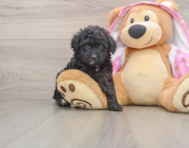 9 week old Mini Aussiedoodle Puppy For Sale - Puppy Love PR