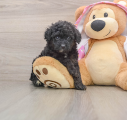 8 week old Mini Aussiedoodle Puppy For Sale - Puppy Love PR