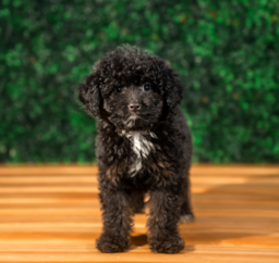 10 week old Mini Aussiedoodle Puppy For Sale - Puppy Love PR