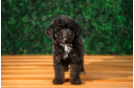 Best Mini Aussiedoodle Baby