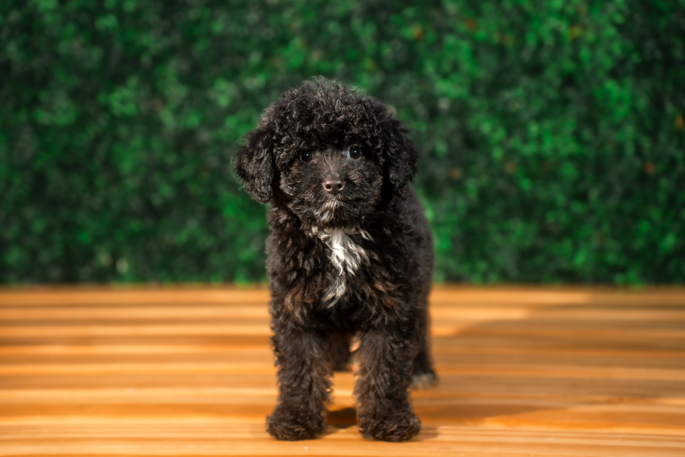 Best Mini Aussiedoodle Baby