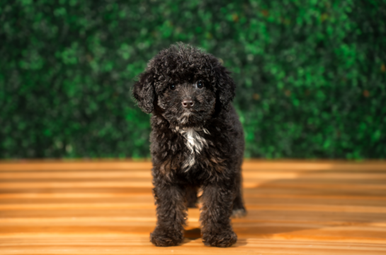 Best Mini Aussiedoodle Baby