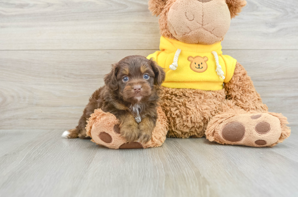 5 week old Mini Aussiedoodle Puppy For Sale - Puppy Love PR