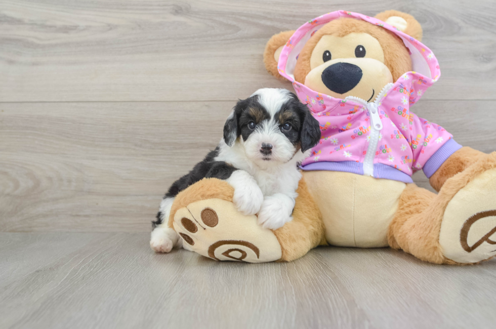 6 week old Mini Aussiedoodle Puppy For Sale - Puppy Love PR