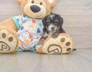 8 week old Mini Aussiedoodle Puppy For Sale - Puppy Love PR