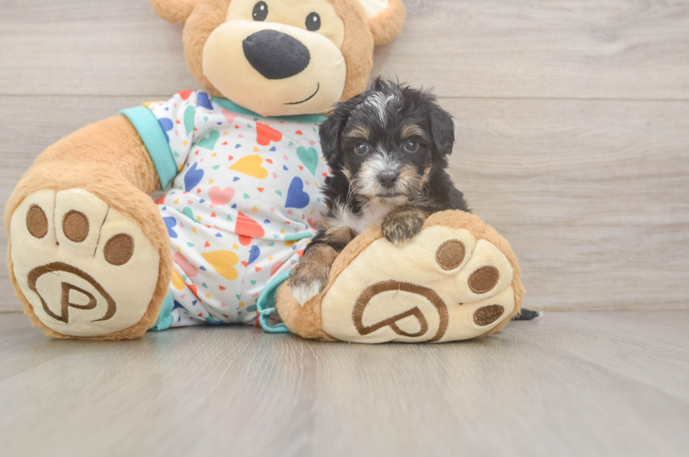 5 week old Mini Aussiedoodle Puppy For Sale - Puppy Love PR