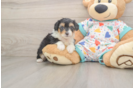 Mini Aussiedoodle Pup Being Cute