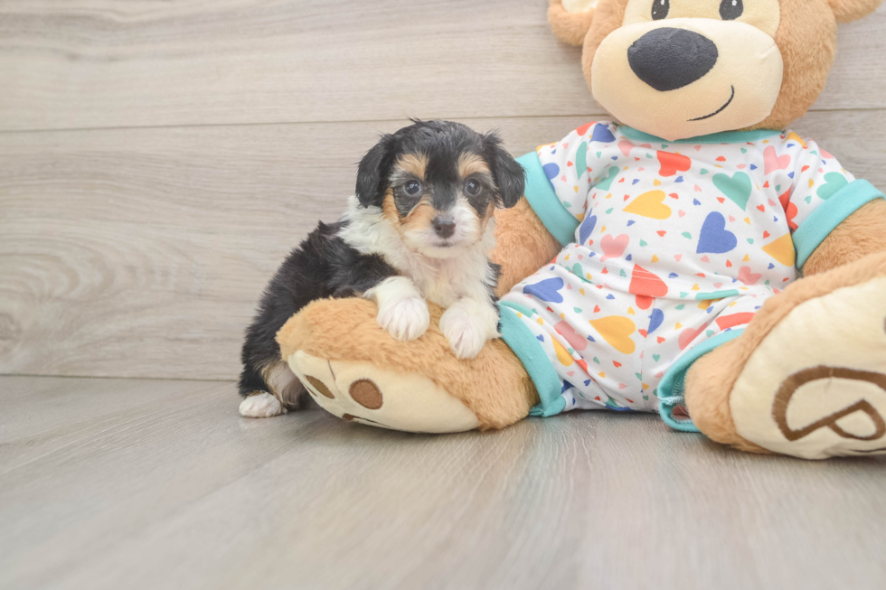 Mini Aussiedoodle Pup Being Cute