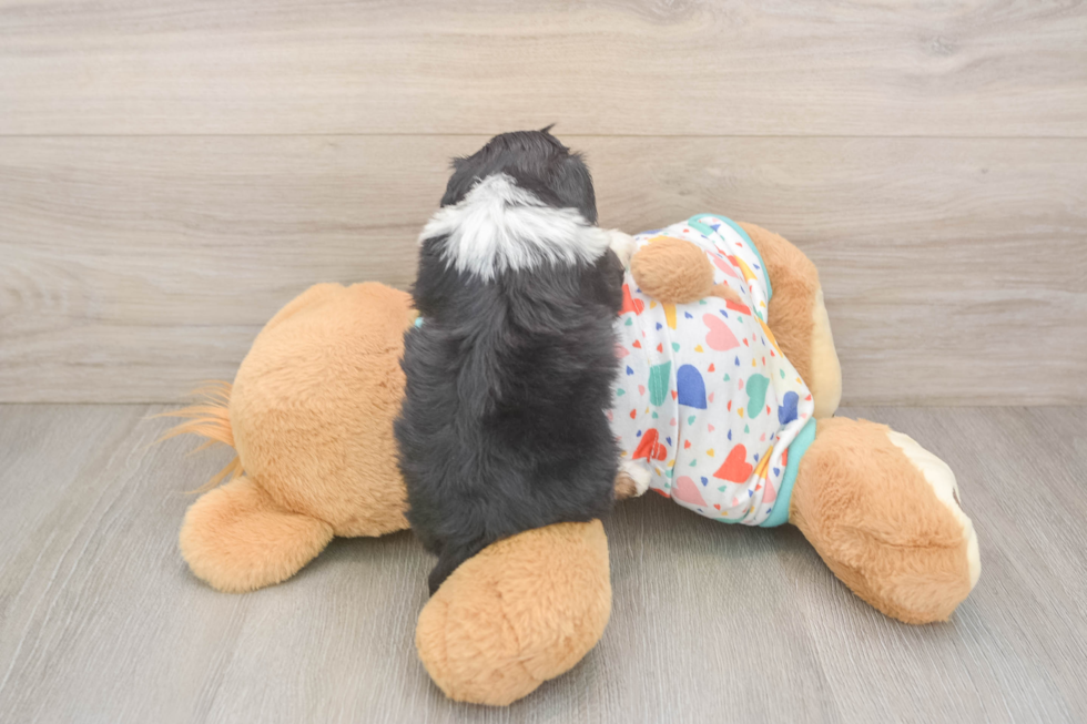 Best Mini Aussiedoodle Baby