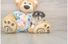 Mini Aussiedoodle Puppy for Adoption
