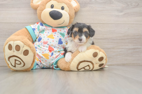 Mini Aussiedoodle Puppy for Adoption