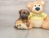 7 week old Mini Aussiedoodle Puppy For Sale - Puppy Love PR