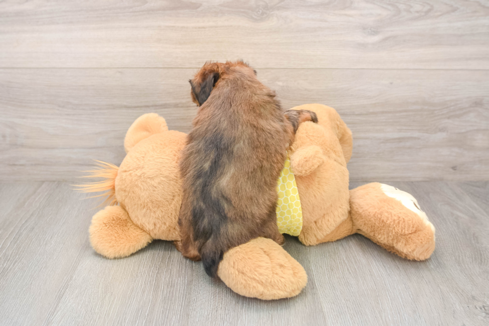 Best Mini Aussiedoodle Baby