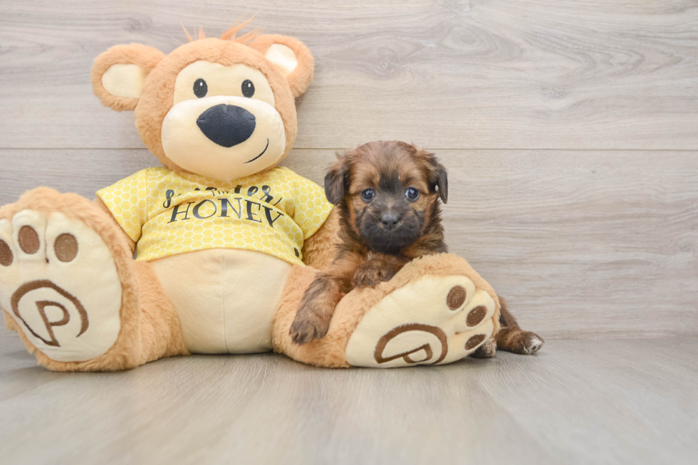 Mini Aussiedoodle Puppy for Adoption