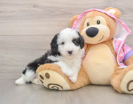 7 week old Mini Aussiedoodle Puppy For Sale - Puppy Love PR