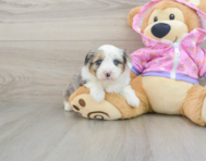 8 week old Mini Aussiedoodle Puppy For Sale - Puppy Love PR