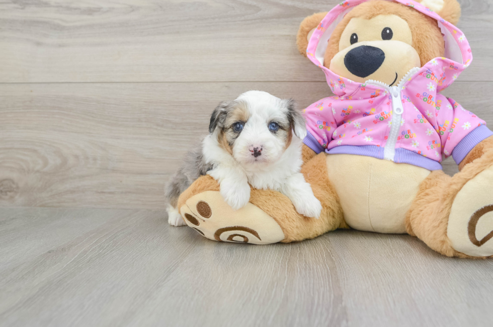 6 week old Mini Aussiedoodle Puppy For Sale - Puppy Love PR