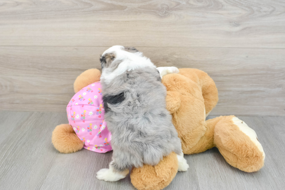 Mini Aussiedoodle Pup Being Cute