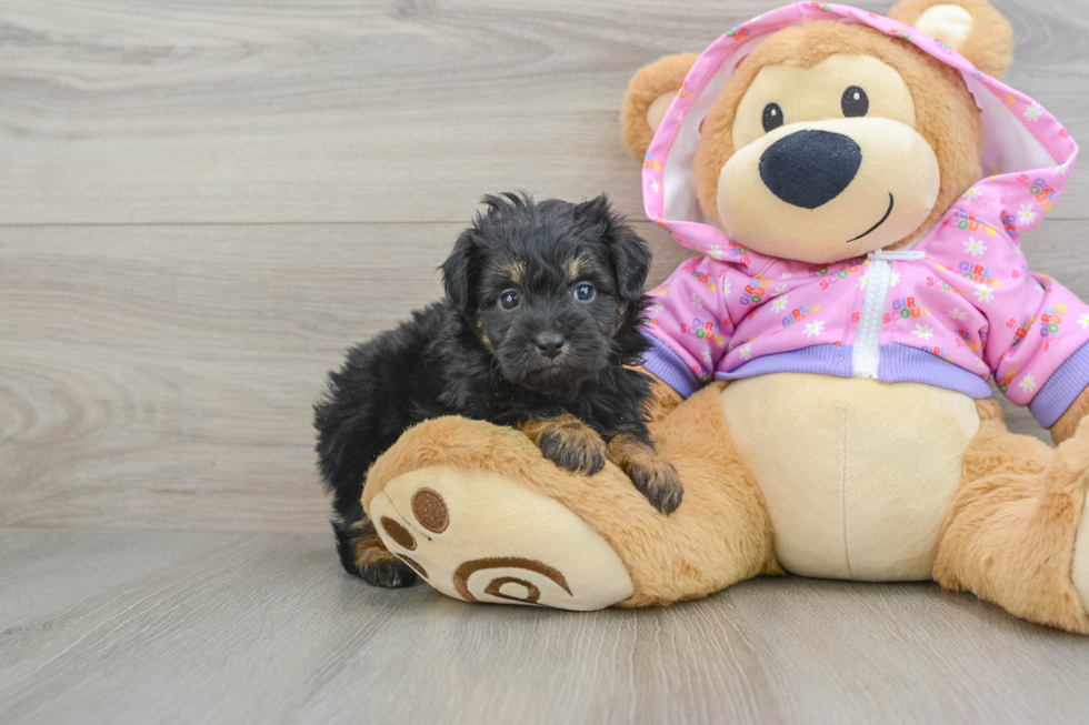 Best Mini Aussiedoodle Baby