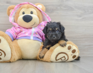 6 week old Mini Aussiedoodle Puppy For Sale - Puppy Love PR