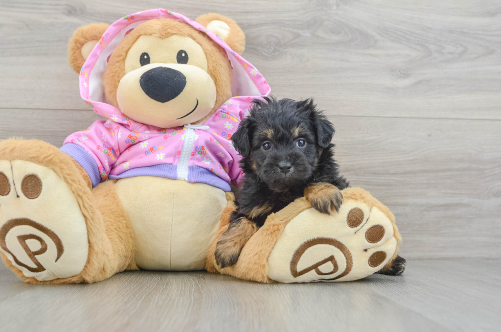 6 week old Mini Aussiedoodle Puppy For Sale - Puppy Love PR