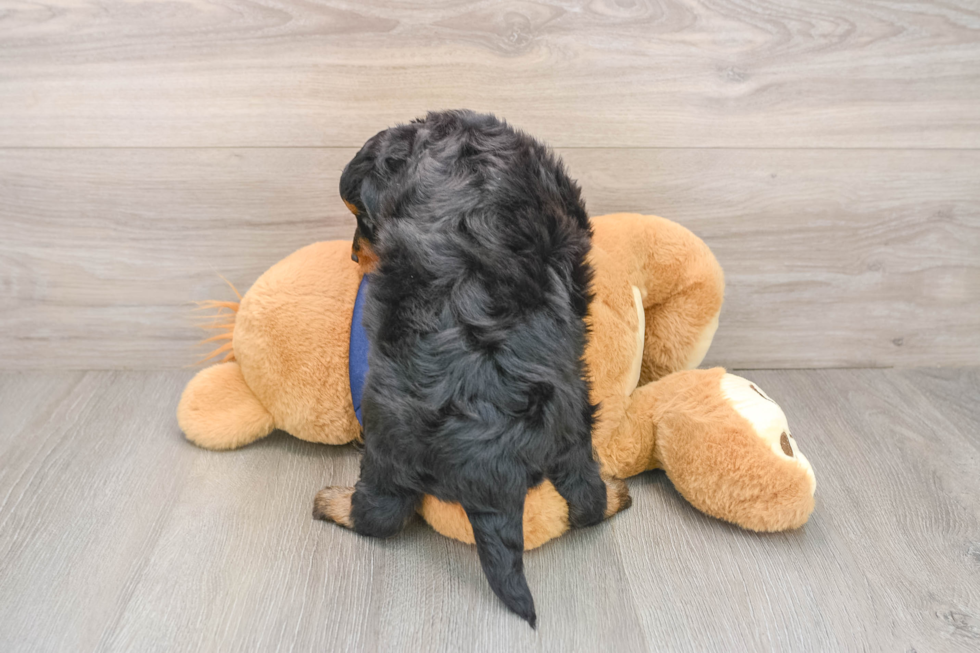 Friendly Mini Aussiedoodle Baby