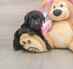 8 week old Mini Aussiedoodle Puppy For Sale - Puppy Love PR
