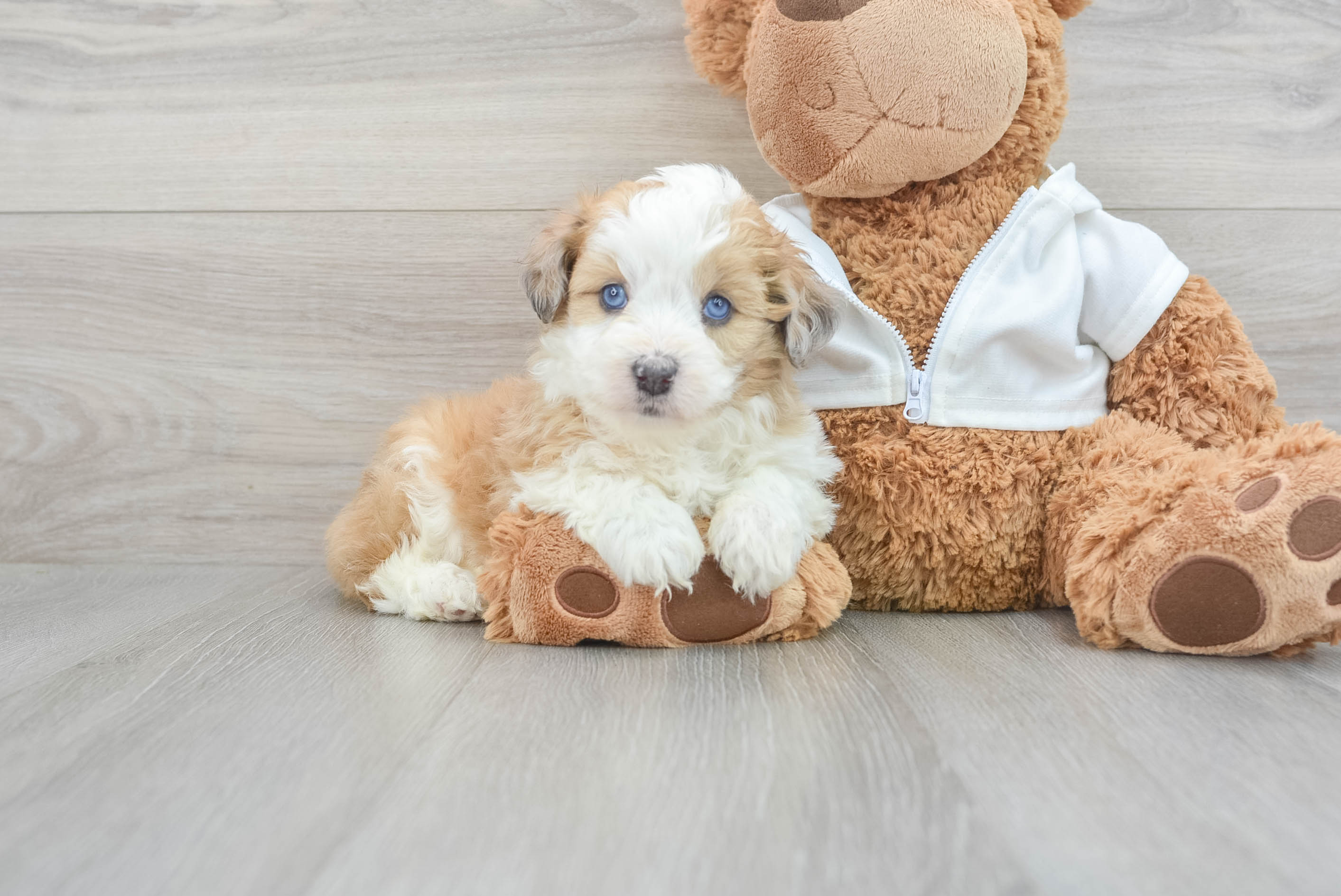 Small Mini Aussiedoodle Baby
