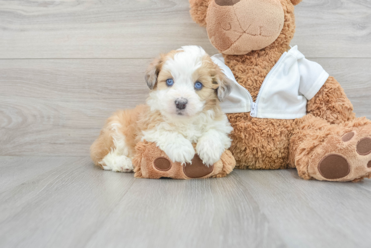Meet Vogue - our Mini Aussiedoodle Puppy Photo 1/3 - Puppy Love PR Small Mini Aussiedoodle Baby