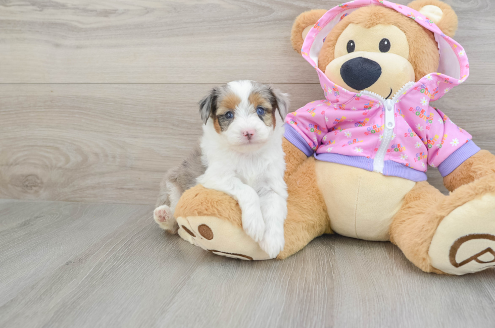 6 week old Mini Aussiedoodle Puppy For Sale - Puppy Love PR