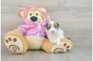 Happy Mini Aussiedoodle Baby