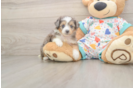 Hypoallergenic Aussiepoo Poodle Mix Puppy