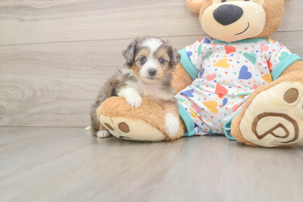 Hypoallergenic Aussiepoo Poodle Mix Puppy